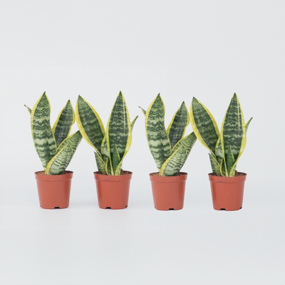 Out Of Category Houseplants Svärmorstunga - Set Om 4 - Sansevieria Trifasciata - Höjd 35-40Cm - ⌀12Cm