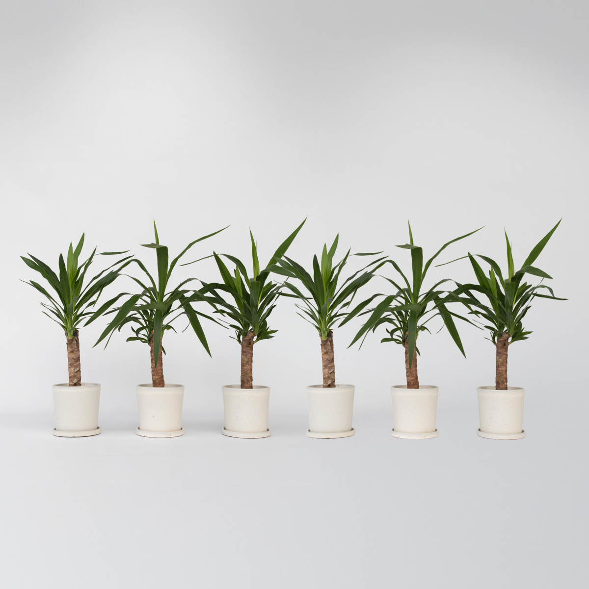 Florastore Jättepalmlilja - Set Om 6 - Yucca Elephantipes - Höjd 50-60Cm - ⌀14Cm