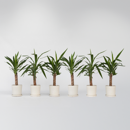 Florastore Jättepalmlilja - Set Om 6 - Yucca Elephantipes - Höjd 50-60Cm - ⌀14Cm