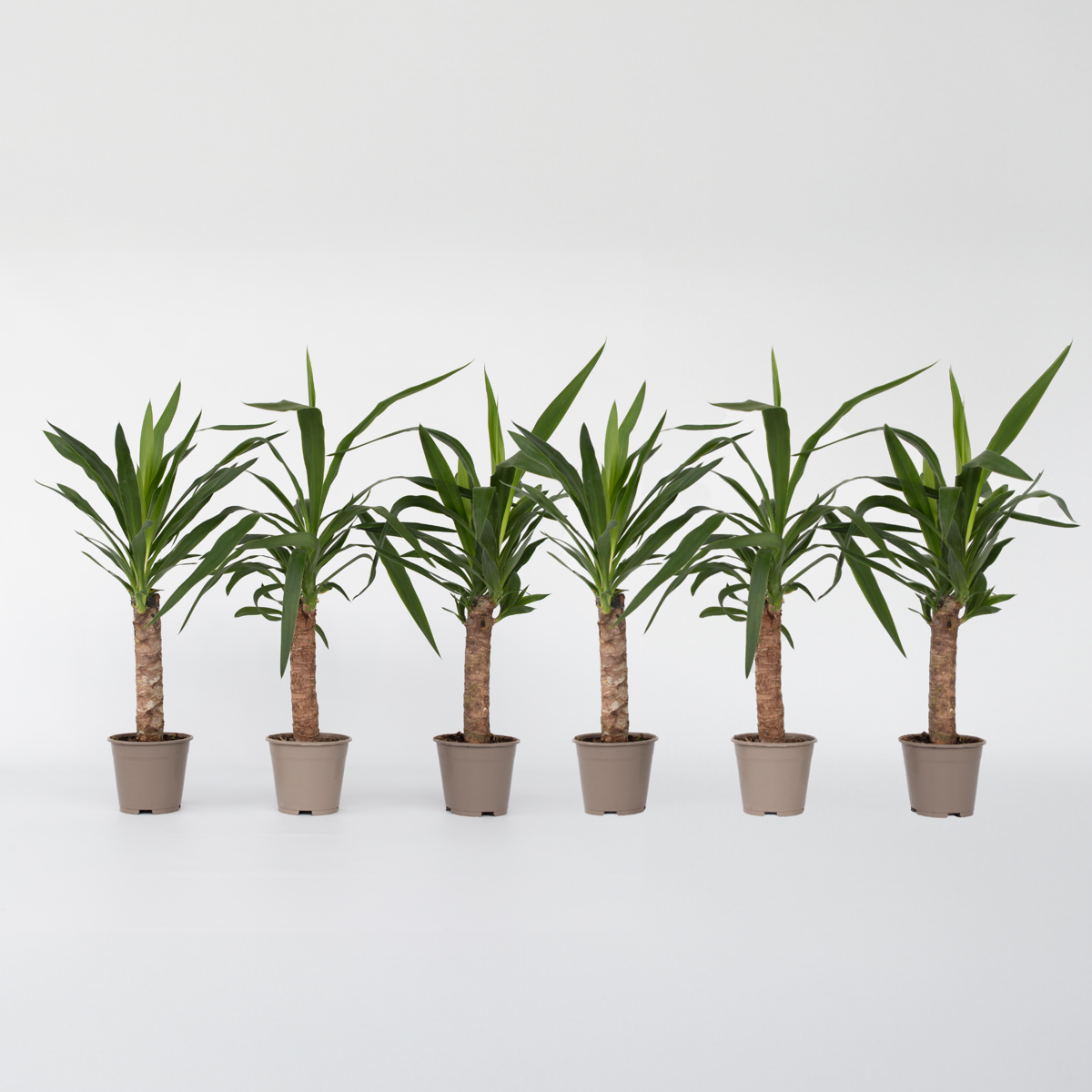 Out Of Category Houseplants Jättepalmlilja - Set Om 6 - Yucca Elephantipes - Höjd 50-60Cm - ⌀14Cm