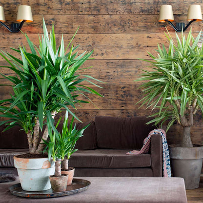 Out Of Category Houseplants Jättepalmlilja - Set Om 6 - Yucca Elephantipes - Höjd 50-60Cm - ⌀14Cm