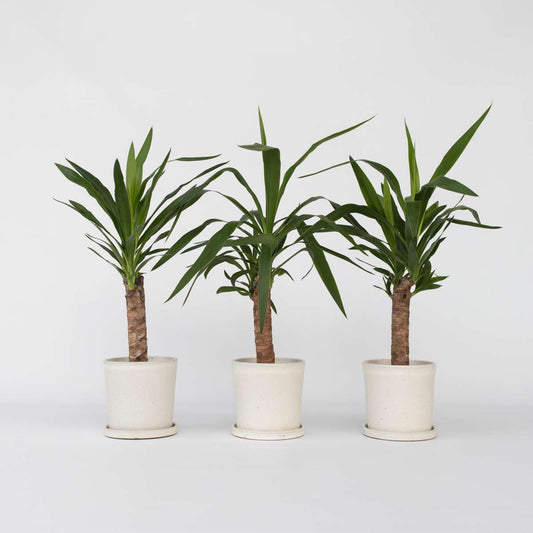 Yucca Jättepalmlilja - Set Om 3 - Yucca Elephantipes - Höjd 50-60Cm - ⌀14Cm