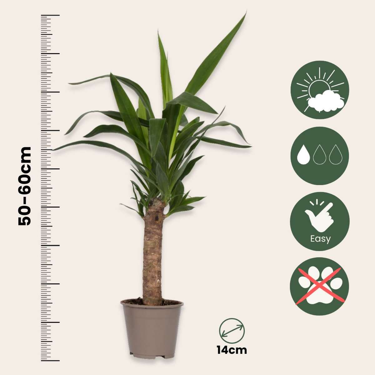 Yucca Jättepalmlilja - Set Om 3 - Yucca Elephantipes - Höjd 50-60Cm - ⌀14Cm
