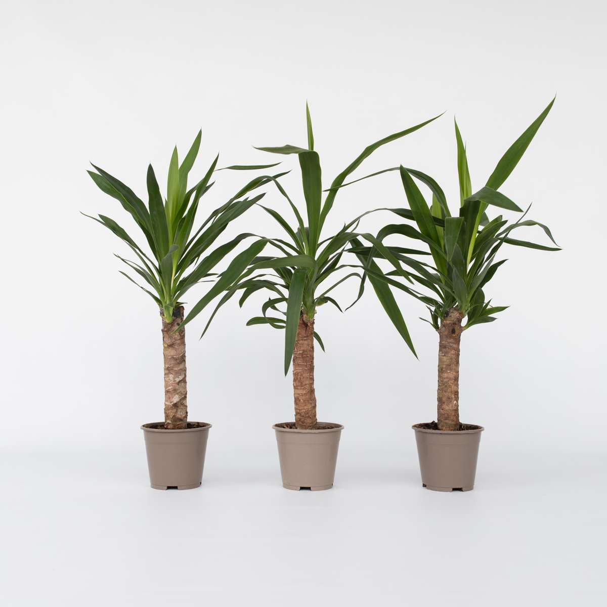 Yucca Jättepalmlilja - Set Om 3 - Yucca Elephantipes - Höjd 50-60Cm - ⌀14Cm