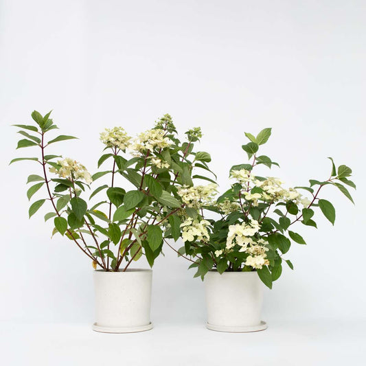 Florastore Hortensia - Set Om 2 - Hydrangea Paniculata 'Wim's Red' - Höjd 25-40Cm - ⌀19Cm