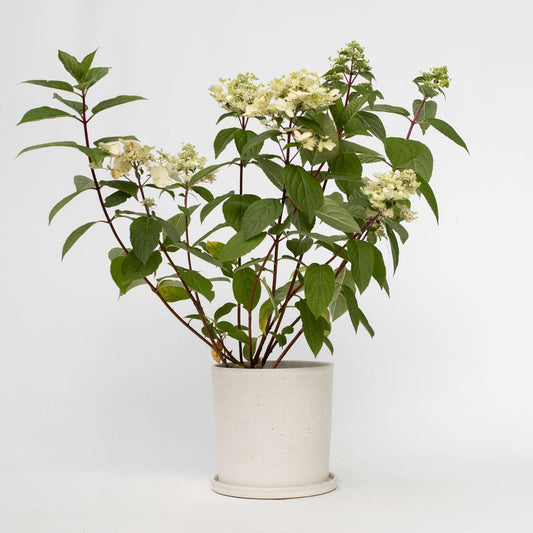 Florastore Hortensia - Hydrangea Paniculata 'Wim's Red' - Höjd 25-40Cm - ⌀19Cm