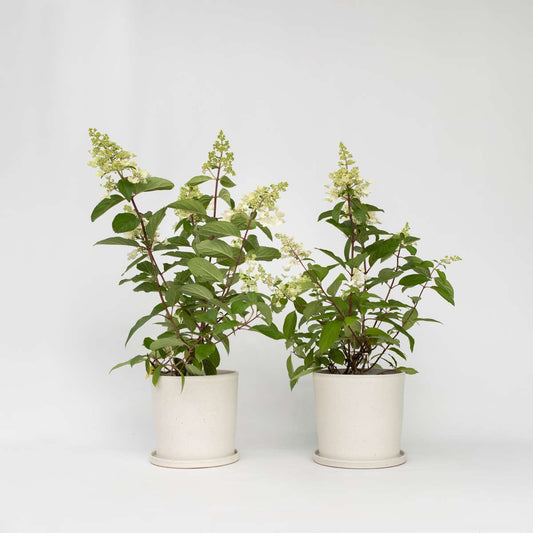 Florastore Hortensia - Set Om 2 - Hydrangea Paniculata 'Pinky Winky' - Höjd 25-40Cm - ⌀19Cm