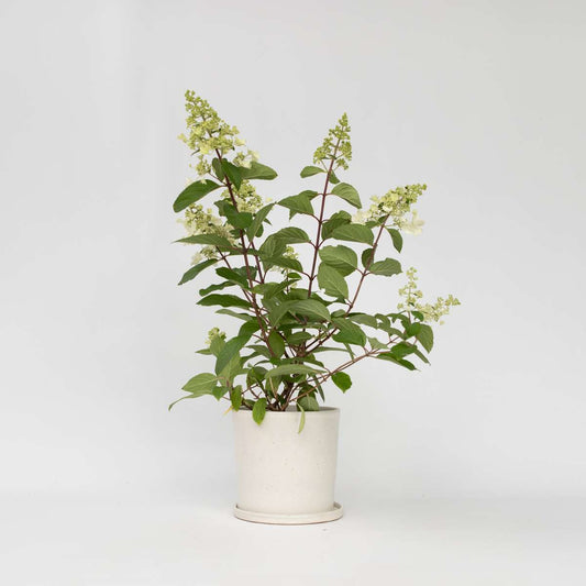 Florastore Hortensia - Hydrangea Paniculata 'Pinky Winky' - Höjd 25-40Cm - ⌀19Cm