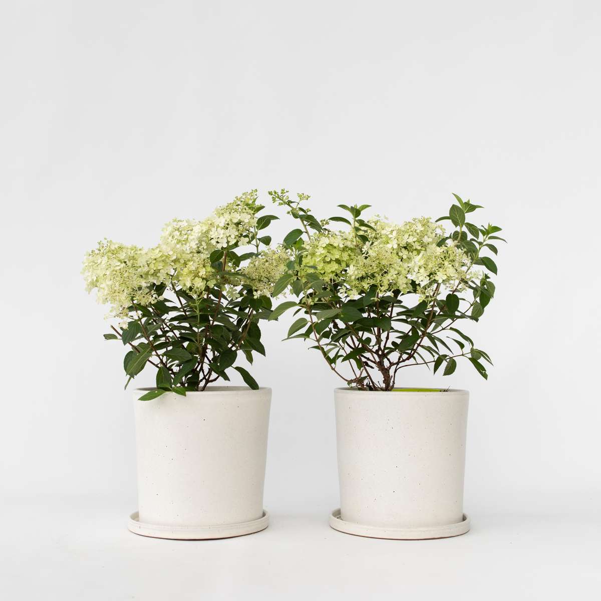 Florastore Hortensia - Set Om 2 - Hydrangea Paniculata 'Bobo' - Höjd 25-40Cm - ⌀19Cm