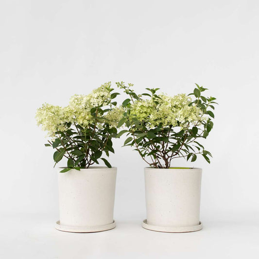 Florastore Hortensia - Set Om 2 - Hydrangea Paniculata 'Bobo' - Höjd 25-40Cm - ⌀19Cm