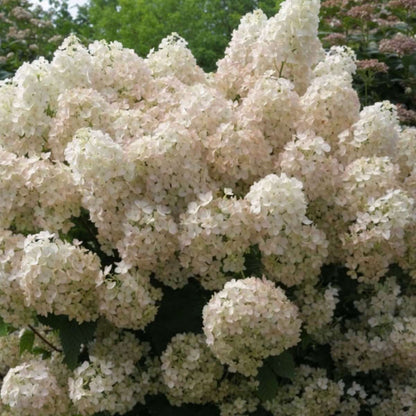 Hydrangea Hortensia - Set Om 2 - Hydrangea Paniculata 'Bobo' - Höjd 25-40Cm - ⌀19Cm