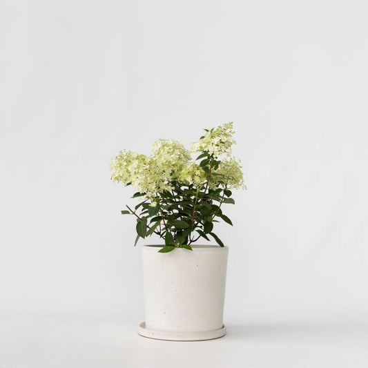 Florastore Hortensia - Hydrangea Paniculata 'Bobo' - Höjd 25-40Cm - ⌀19Cm