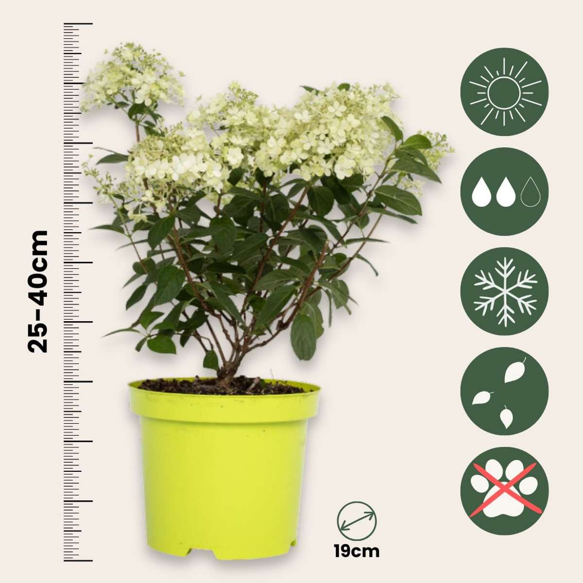 Hydrangea Hortensia - Hydrangea Paniculata 'Bobo' - Höjd 25-40Cm - ⌀19Cm