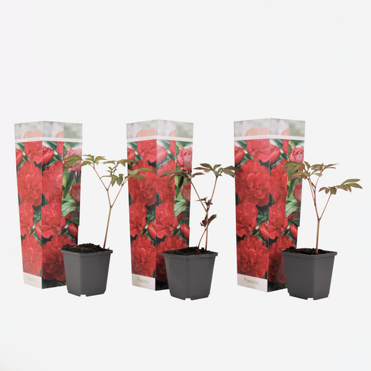 Florastore Pioner - Set Om 3 - Paeonia Officinalis 'Rubra Plena' - Höjd 0-40Cm - ⌀9Cm