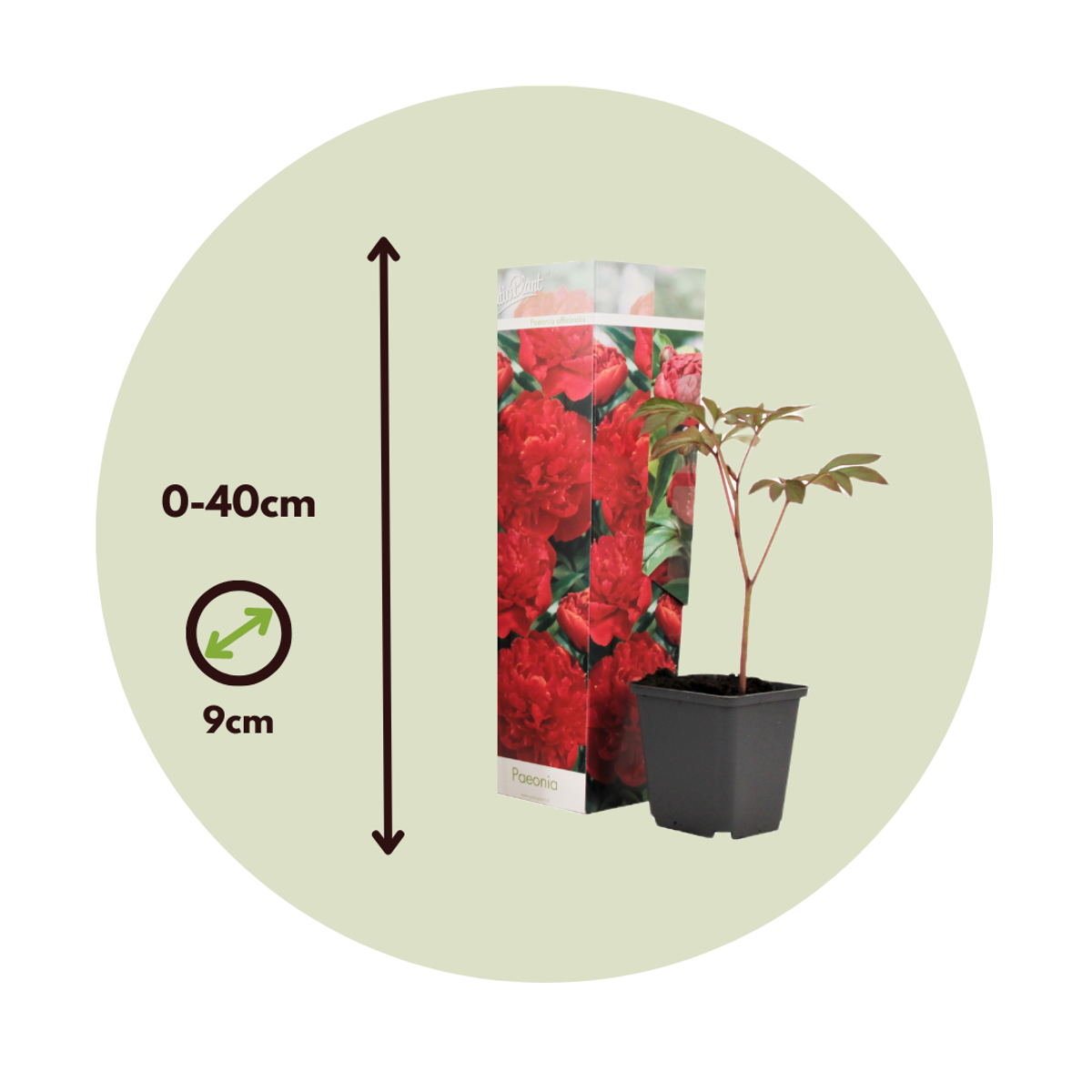 Other Garden Plants Pioner - Set Om 3 - Paeonia Officinalis 'Rubra Plena' - Höjd 0-40Cm - ⌀9Cm