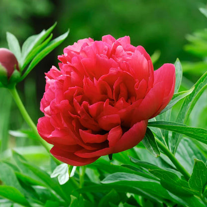 Other Garden Plants Pioner - Set Om 3 - Paeonia Officinalis 'Rubra Plena' - Höjd 0-40Cm - ⌀9Cm