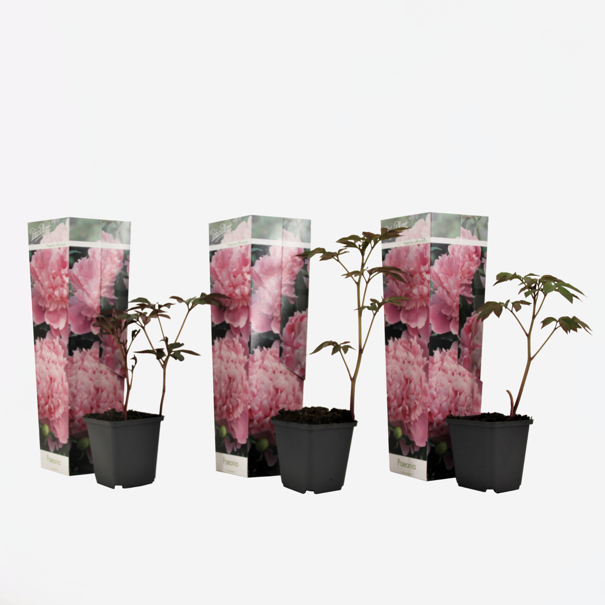Florastore Pioner - Set Om 3 - Peaonia Officinalis 'Sarah Bernhardt' - Höjd 0-40Cm - ⌀9Cm