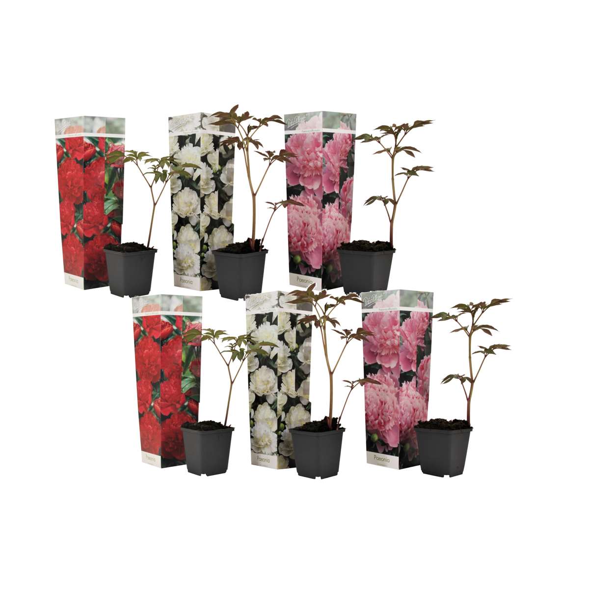 Florastore Pioner - Set Om 6 - Paeonia Officinalis - Höjd 0-40Cm - ⌀9Cm