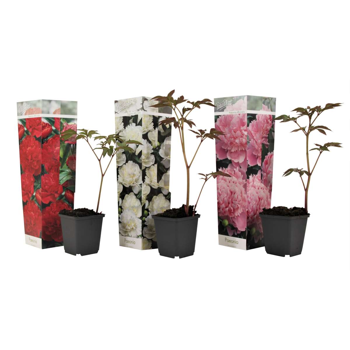 Florastore Pioner - Set Om 3 - Paeonia Officinalis - Höjd 0-40Cm - ⌀9Cm