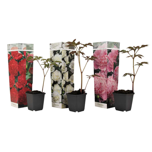 Florastore Pioner - Set Om 3 - Paeonia Officinalis - Höjd 0-40Cm - ⌀9Cm