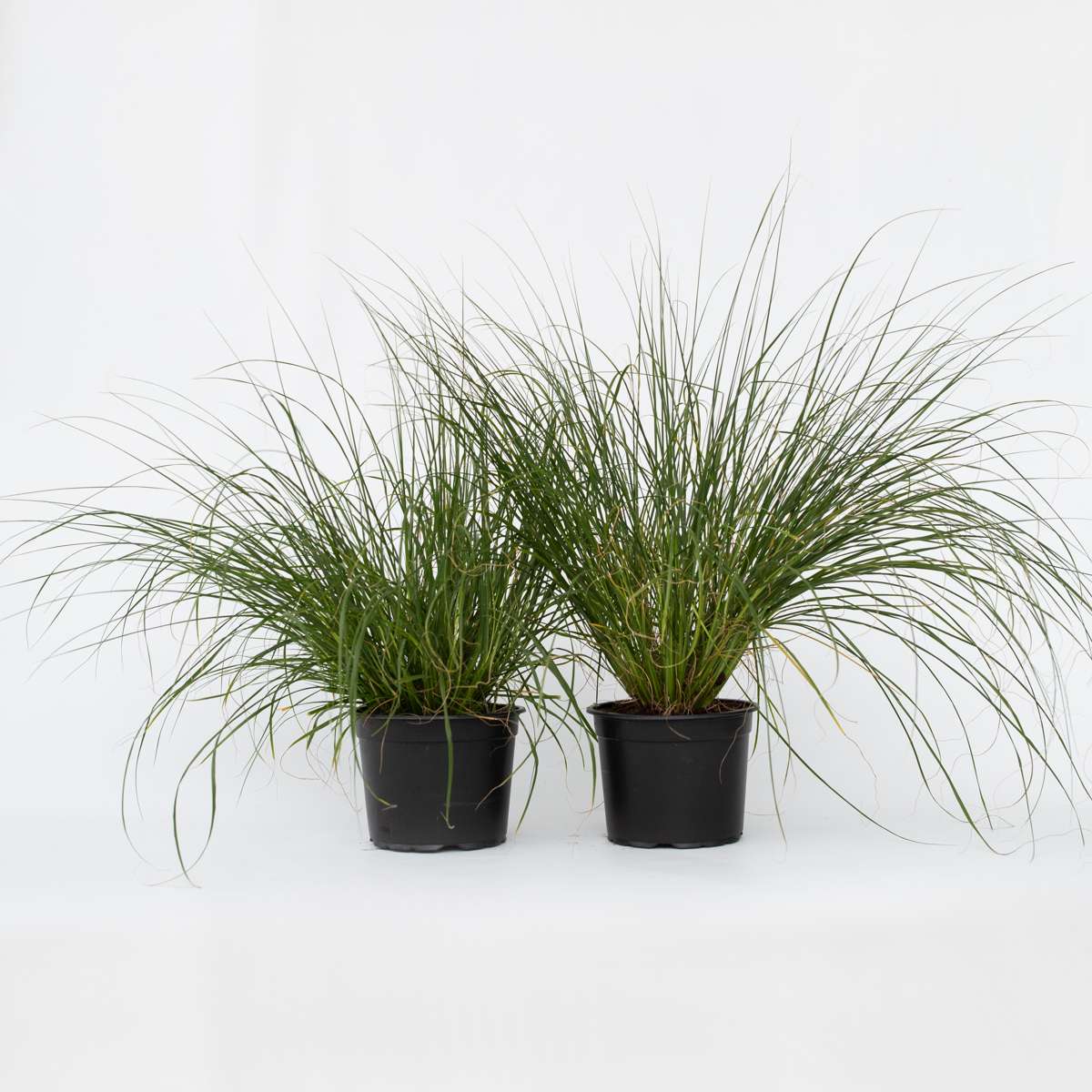 Florastore Lampborstgräs - Set Om 2 - Pennisetum 'Hameln' - Höjd 20-30Cm - ⌀23Cm