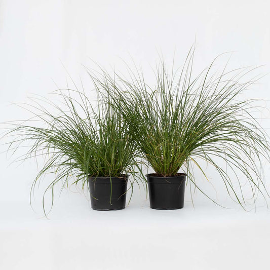 Florastore Lampborstgräs - Set Om 2 - Pennisetum 'Hameln' - Höjd 20-30Cm - ⌀23Cm
