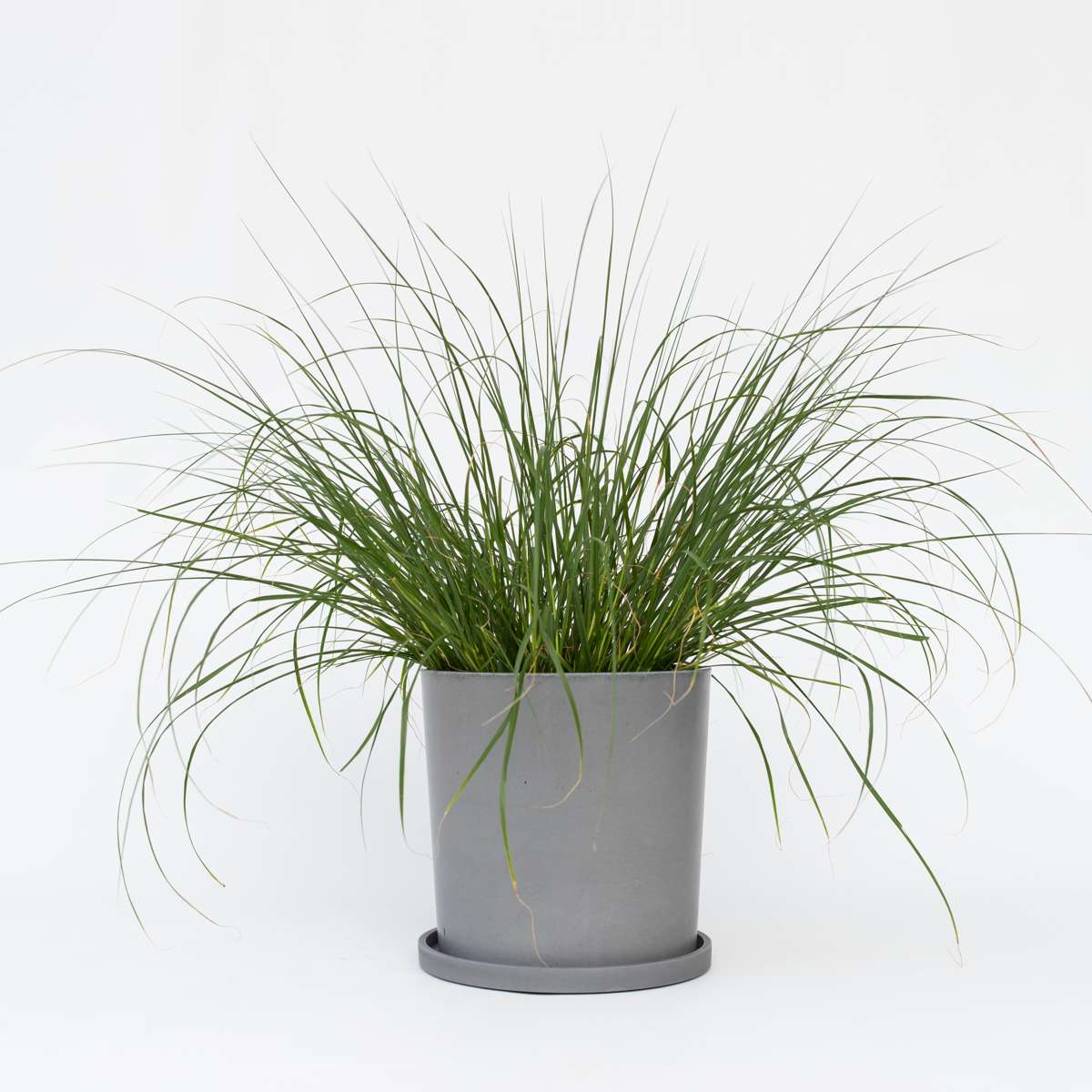 Ornamental Grasses Lampborstgräs - Pennisetum Alopecuroides 'Hameln' - Höjd 20-30Cm - ⌀23Cm