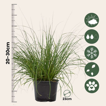 Ornamental Grasses Lampborstgräs - Pennisetum Alopecuroides 'Hameln' - Höjd 20-30Cm - ⌀23Cm