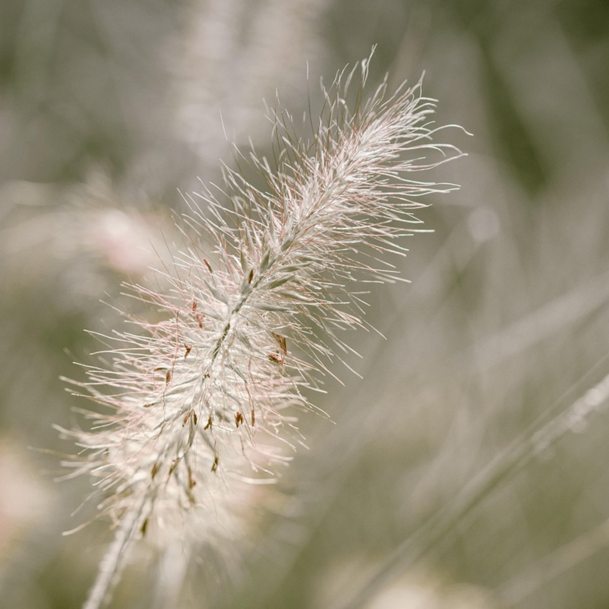 Ornamental Grasses Lampborstgräs - Pennisetum Alopecuroides 'Hameln' - Höjd 20-30Cm - ⌀23Cm