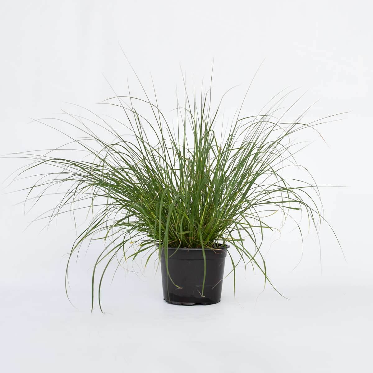 Ornamental Grasses Lampborstgräs - Pennisetum Alopecuroides 'Hameln' - Höjd 20-30Cm - ⌀23Cm