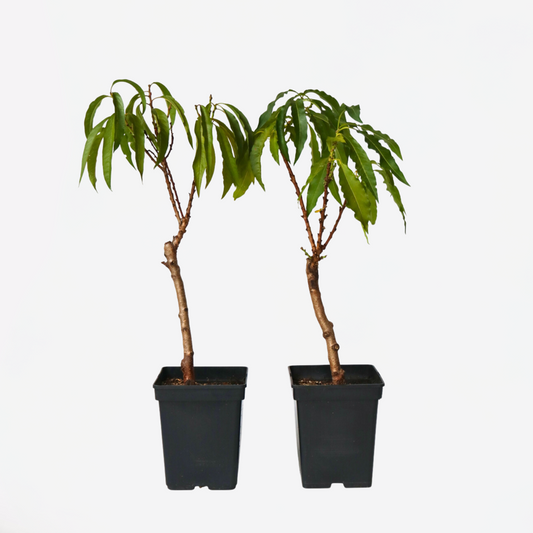 Florastore Persikaträd - Set Om 2 - Prunus 'Bonanza' - Höjd 60-70Cm - ⌀15Cm