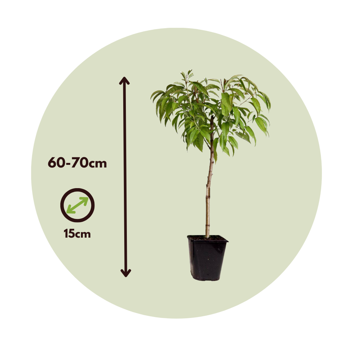 Fruit Trees Persikaträd - Set Om 2 - Prunus 'Bonanza' - Höjd 60-70Cm - ⌀15Cm