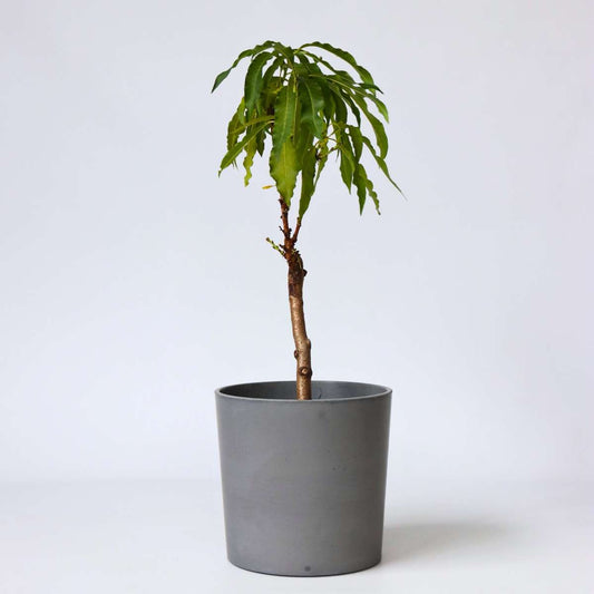 Florastore Persikaträd - Prunus 'Bonanza' - Höjd 60-70Cm - ⌀15Cm