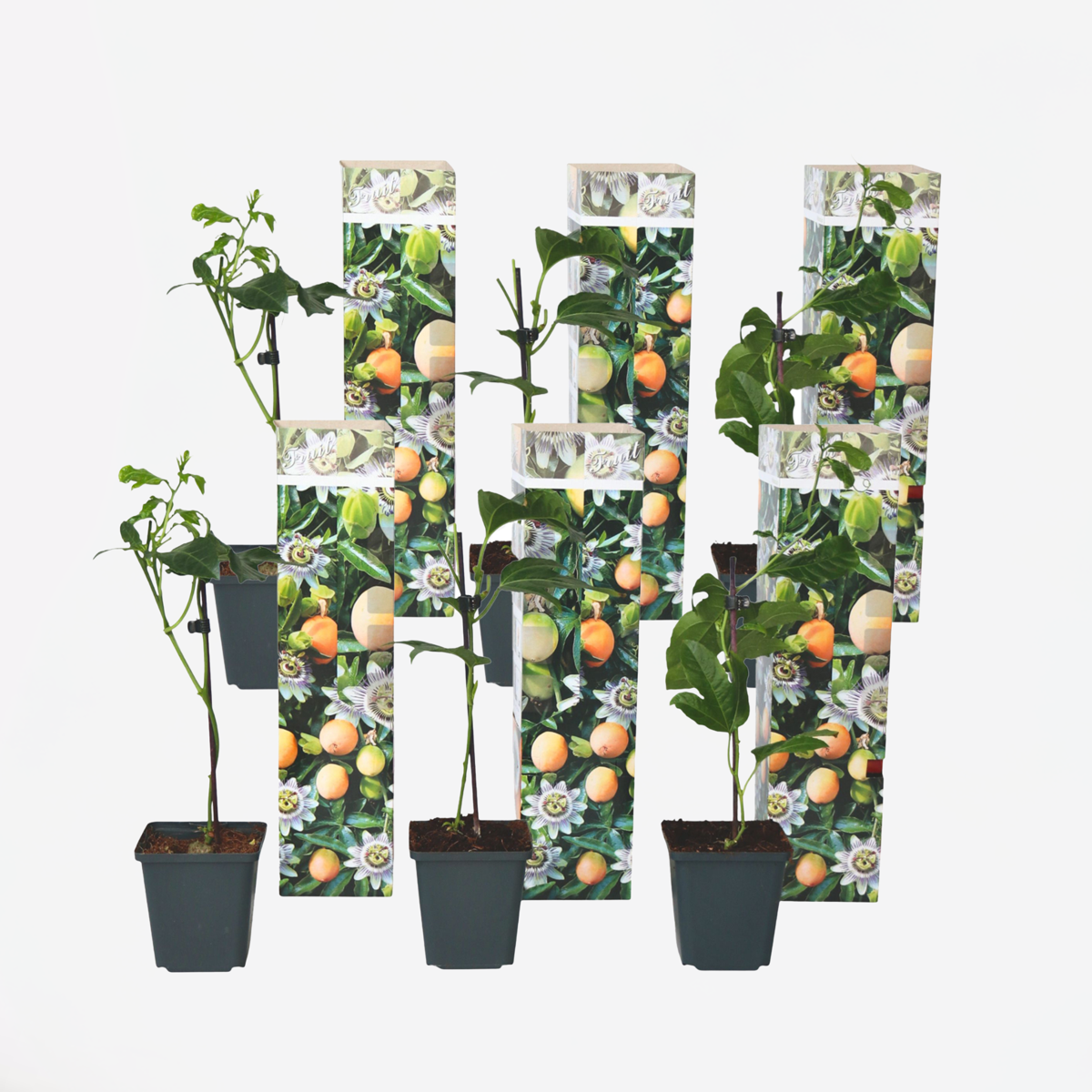Florastore Passionsblomma - Set Om 6 - Passiflora Edulis 'Frederick' - Höjd 25-40Cm - ⌀9Cm
