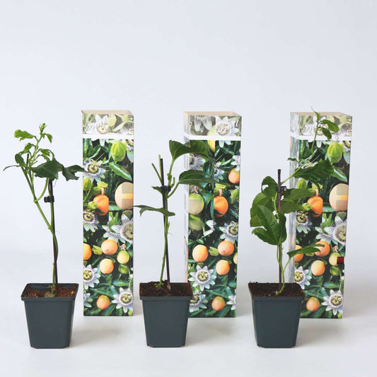 Florastore Passionsblomma - Set Om 3 - Passiflora Edulis 'Frederick' - Höjd 25-40Cm - ⌀9Cm