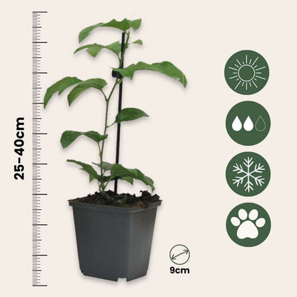 Fruit Trees Passionsblomma - Set Om 3 - Passiflora Edulis 'Frederick' - Höjd 25-40Cm - ⌀9Cm