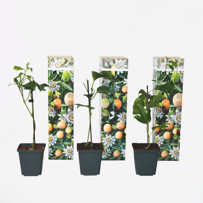 Fruit Trees Passionsblomma - Set Om 3 - Passiflora Edulis 'Frederick' - Höjd 25-40Cm - ⌀9Cm