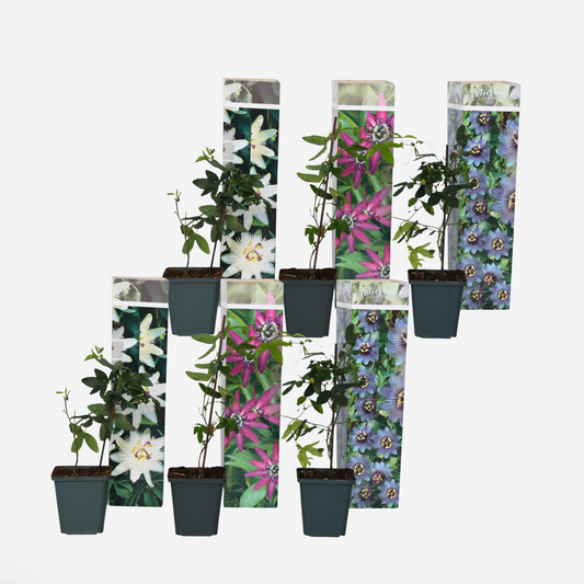 Florastore Passionsblomma - Set Om 6 - Passiflora Hybridum - Höjd 25-40Cm - ⌀9Cm