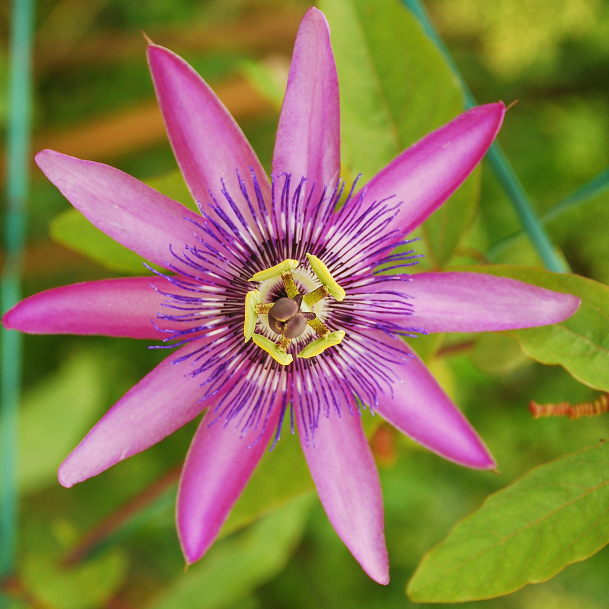 Out Of Category Garden Plants Passionsblomma - Set Om 6 - Passiflora Hybridum - Höjd 25-40Cm - ⌀9Cm