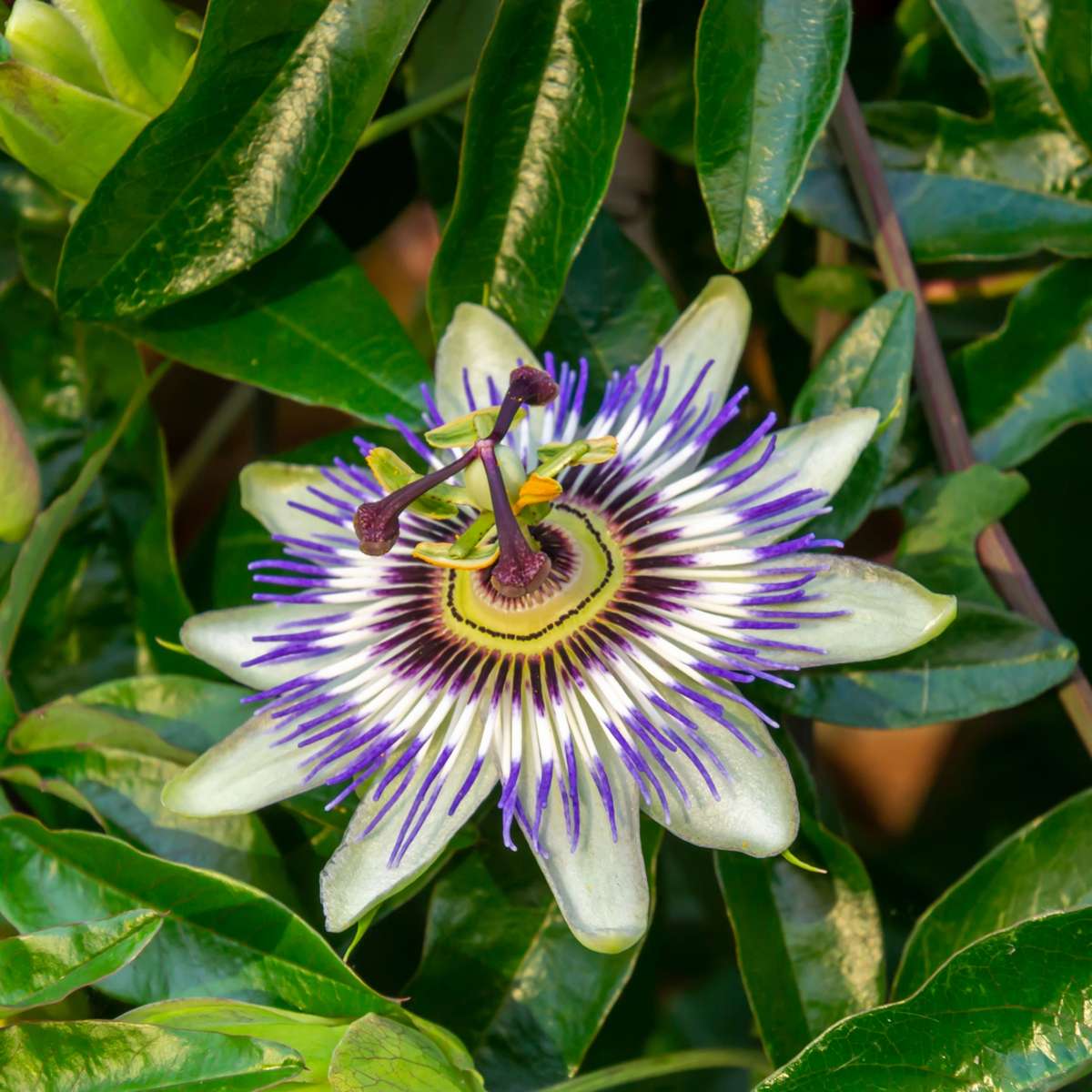 Out Of Category Garden Plants Passionsblomma - Set Om 6 - Passiflora Hybridum - Höjd 25-40Cm - ⌀9Cm