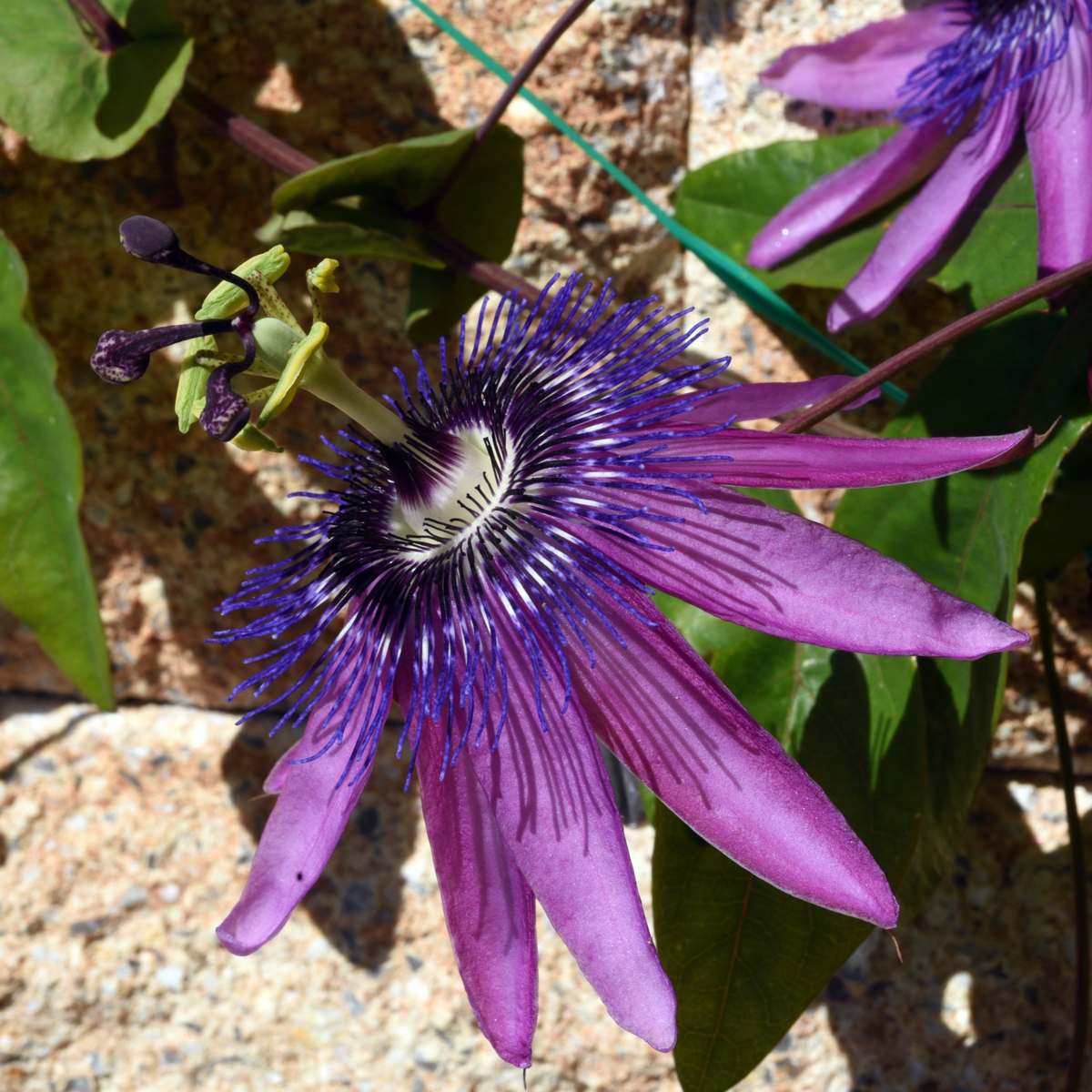 Out Of Category Garden Plants Passionsblomma - Set Om 6 - Passiflora Hybridum - Höjd 25-40Cm - ⌀9Cm