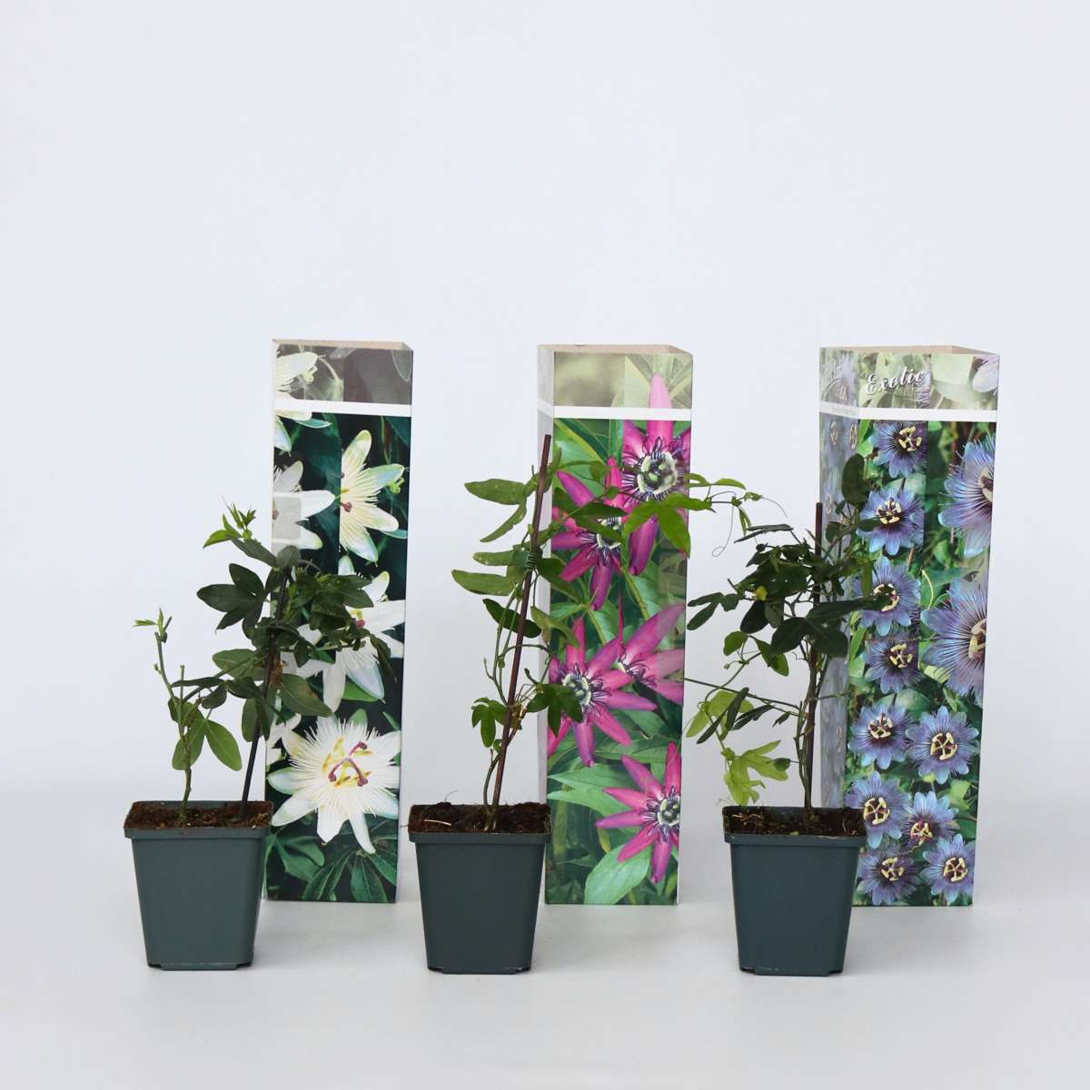 Florastore Passionsblomma - Set Om 3 - Passiflora Hybridum - Höjd 25-40Cm - ⌀9Cm