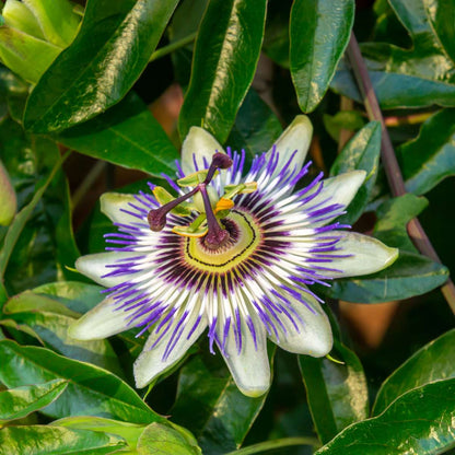 Climbers Passionsblomma - Set Om 3 - Passiflora Hybridum - Höjd 25-40Cm - ⌀9Cm