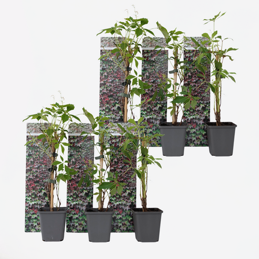 Florastore Vildvin - Set Om 6 - Parthenocissus Quinquefolia - Höjd 25-40Cm - ⌀9Cm