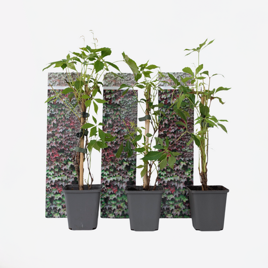Florastore Vildvin - Set Om 3 - Parthenocissus Quinquefolia - Höjd 25-40Cm - ⌀9Cm