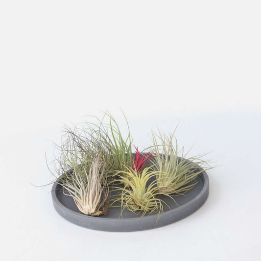 Florastore Luftväxt - Set Om 6 - Tillandsia - Höjd 5-15Cm - ⌀5Cm