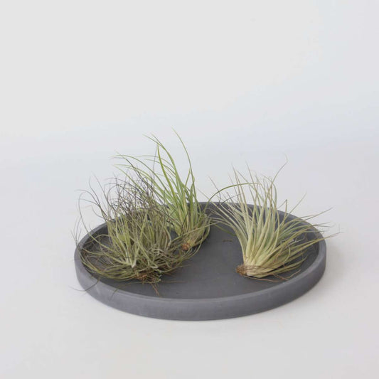Florastore Luftväxt - Set Om 5 - Tillandsia - Höjd 5-15Cm - ⌀5Cm