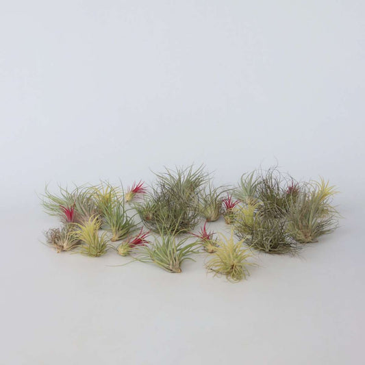 Florastore Luftväxt - Set Om 24 - Tillandsia - Höjd 5-15Cm - ⌀5Cm