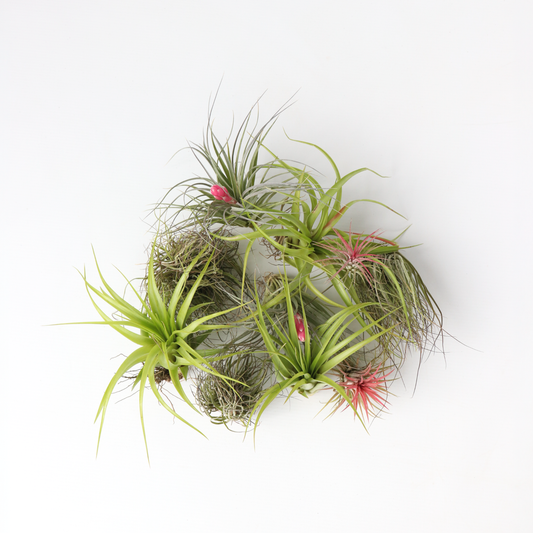 Florastore Luftväxt - Set Om 10 - Tillandsia - Höjd 5-15Cm - ⌀5Cm