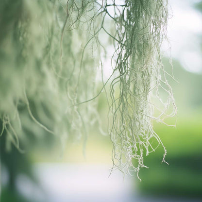 Tillandsia Luftväxt - Set Om 6 - Tillandsia Usneoides - Höjd 25-40Cm - ⌀5Cm